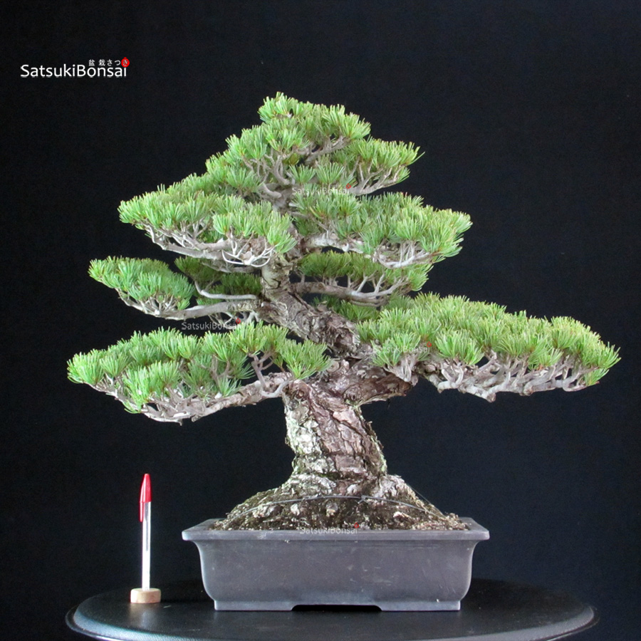 6319_1-Pinus-Pentaphylla-pino-bianco Pinus Pentaphylla Miyajima - Goyomatsu - immagine 1