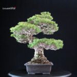 Pinus Pentaphylla Miyajima - Goyomatsu - immagine 2