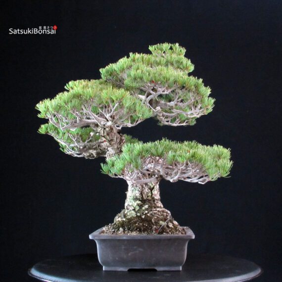 Pinus Pentaphylla Miyajima - Goyomatsu - immagine 2