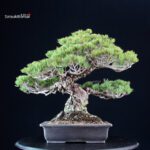 Pinus Pentaphylla Miyajima - Goyomatsu - immagine 3