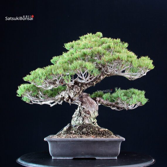 Pinus Pentaphylla Miyajima - Goyomatsu - immagine 3