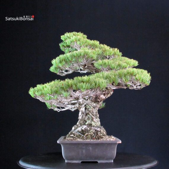 Pinus Pentaphylla Miyajima - Goyomatsu - immagine 4
