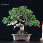 Juniperus Chinensis Itoigawa