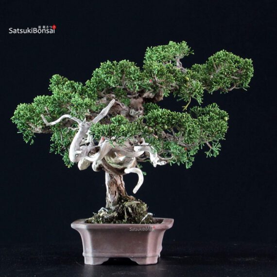 Juniperus Chinensis Itoigawa - immagine 4