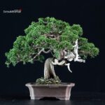 Juniperus Chinensis Itoigawa - immagine 3