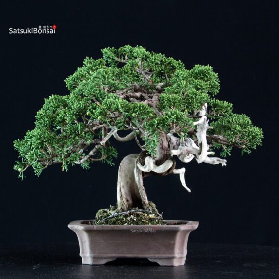 Juniperus Chinensis Itoigawa - immagine 3