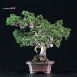 Juniperus Chinensis Itoigawa - immagine 2