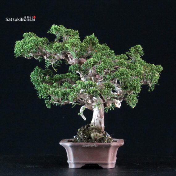 Juniperus Chinensis Itoigawa - immagine 2