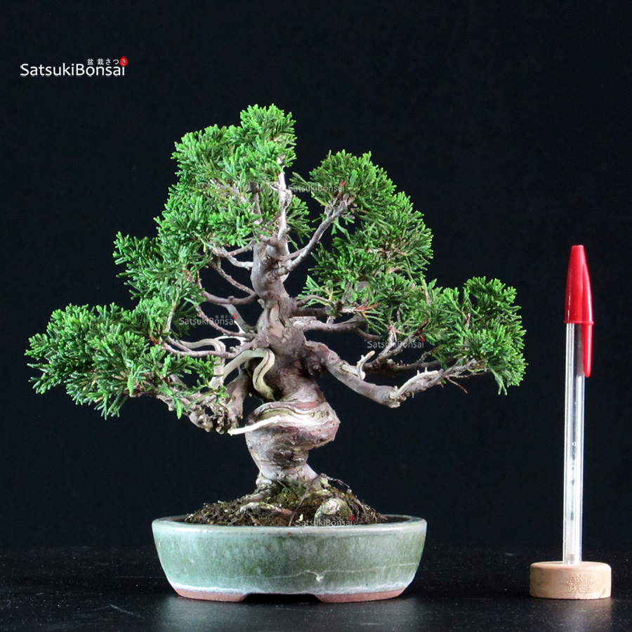6334_1-Juniperus chinensis itoigawa Juniperus Chinensis Itoigawa - immagine 1