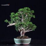 Juniperus Chinensis Itoigawa - immagine 4