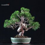 Juniperus Chinensis Itoigawa - immagine 3