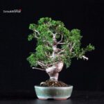 Juniperus Chinensis Itoigawa - immagine 2