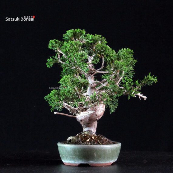 Juniperus Chinensis Itoigawa - immagine 2