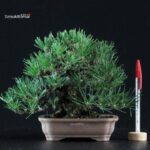 Pinus Thunbergii Kuromatsu