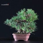 Pinus Thunbergii Kuromatsu - immagine 4