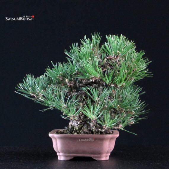 Pinus Thunbergii Kuromatsu - immagine 4