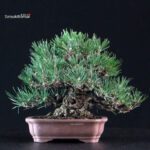 Pinus Thunbergii Kuromatsu - immagine 3