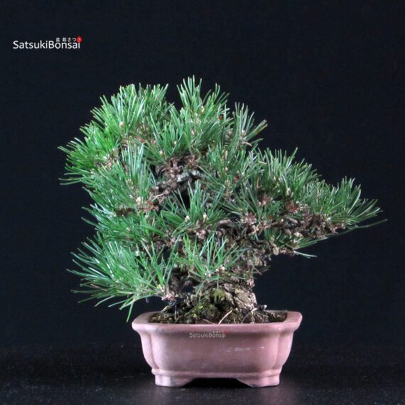 Pinus Thunbergii Kuromatsu - immagine 2