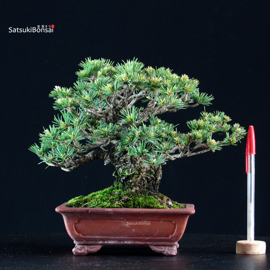 6336_1-Pinus pentaphylla goyomatsu Pinus Pentaphylla Goyomatsu - immagine 1