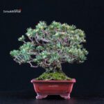 Pinus Pentaphylla Goyomatsu - immagine 4