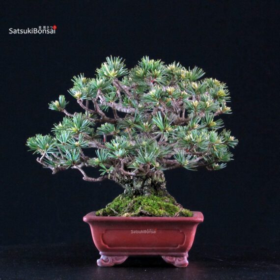 Pinus Pentaphylla Goyomatsu - immagine 4