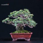 Pinus Pentaphylla Goyomatsu - immagine 3