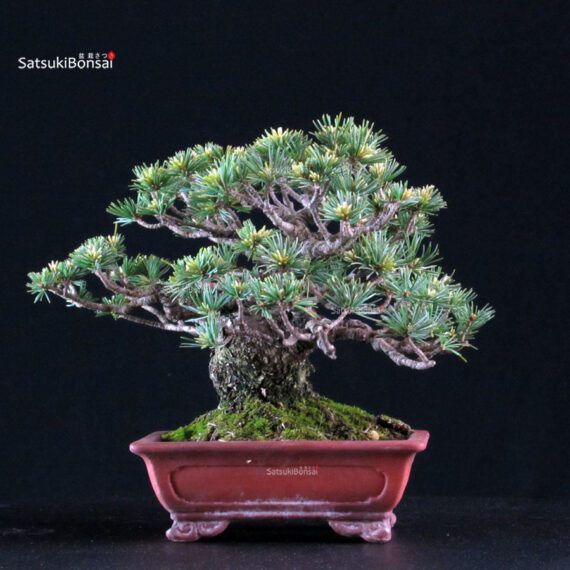 Pinus Pentaphylla Goyomatsu - immagine 3