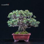 Pinus Pentaphylla Goyomatsu - immagine 2