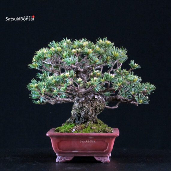 Pinus Pentaphylla Goyomatsu - immagine 2