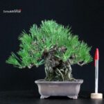 Pinus Thunbergii Kuromatsu