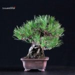 Pinus Thunbergii Kuromatsu - immagine 4