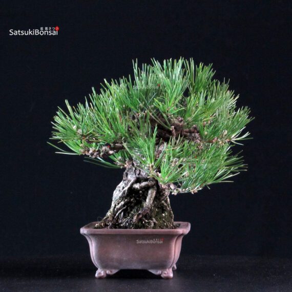 Pinus Thunbergii Kuromatsu - immagine 4