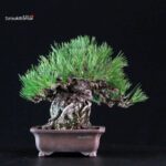 Pinus Thunbergii Kuromatsu - immagine 3