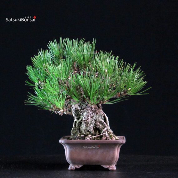 Pinus Thunbergii Kuromatsu - immagine 2