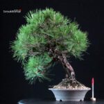 Pinus Thunbergii Kuromatsu