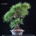 Pinus Thunbergii Kuromatsu - immagine 4