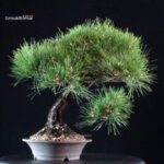 Pinus Thunbergii Kuromatsu - immagine 3