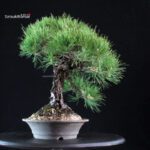Pinus Thunbergii Kuromatsu - immagine 2