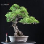 Pinus Thunbergii Kuromatsu RESERVED