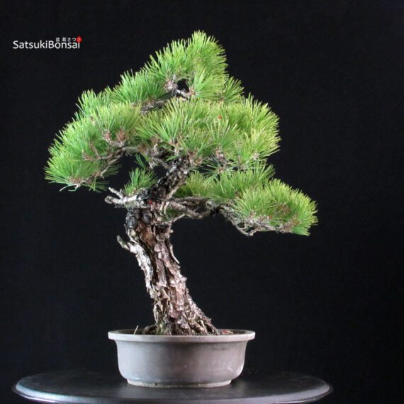 Pinus Thunbergii Kuromatsu RESERVED - immagine 4