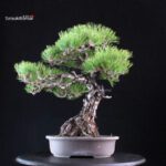Pinus Thunbergii Kuromatsu RESERVED - immagine 3