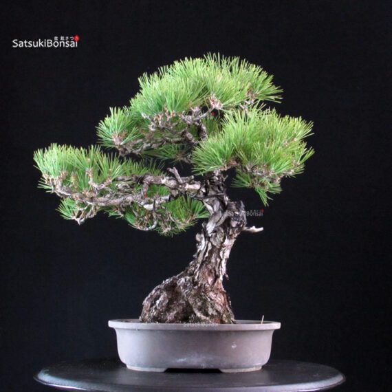 Pinus Thunbergii Kuromatsu RESERVED - immagine 3
