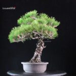 Pinus Thunbergii Kuromatsu RESERVED - immagine 2