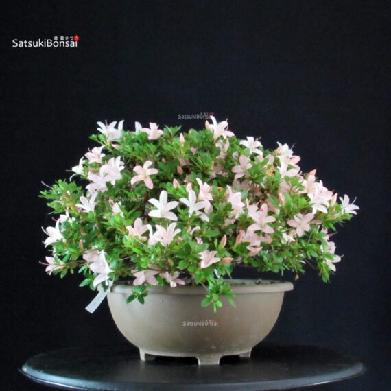 Azalea Satsuki KOZAN NO HOSHI - immagine 4