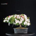 Azalea Satsuki SHUNKO NO HIKARI