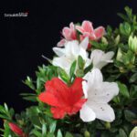 Azalea Satsuki SHUNKO NO HIKARI - immagine 2