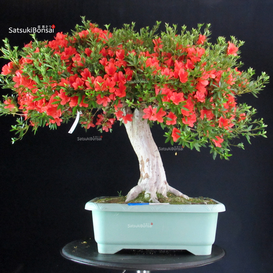 6374_5-Satsuki-Kinka Azalea Satsuki KINKA - immagine 1