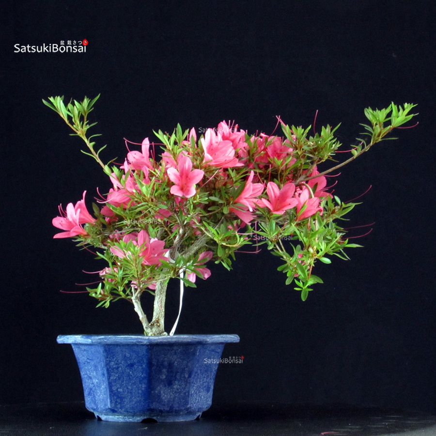 6405_3-satsuki-korin Azalea Satsuki KORIN - immagine 1