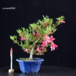 Azalea Satsuki KORIN - immagine 3