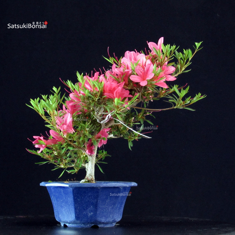 6407_2--satsuki-Korin Azalea Satsuki KORIN - immagine 1